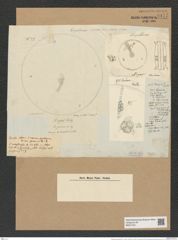 Aulacodiscus argus (Ehr.) A. Schm. (de-Toni-Nr.: Genus 182, Species 4557) Zeichnungen Sammlung Grunow Nr. 8171 (NHMW-BOT-W0377541)